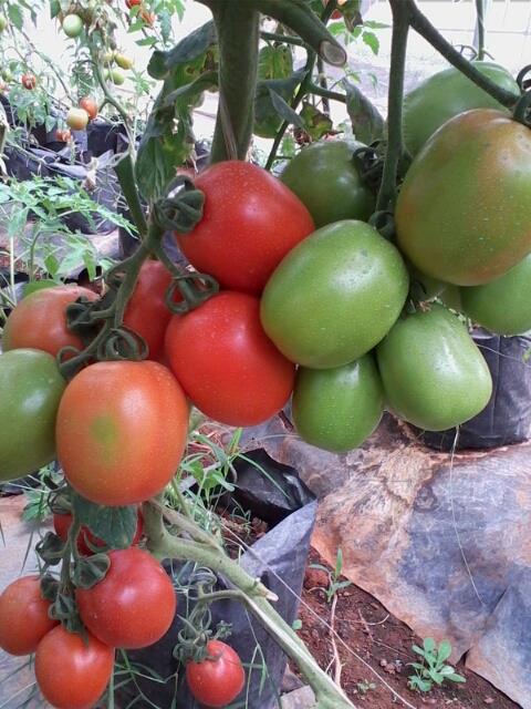 Seedling Bags Suppliers in Kenya 5 Seedling bag suppliers in Kenya